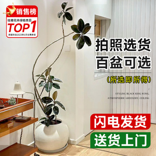 黑金刚橡皮树室内客厅大盆栽落地绿植办公室大型植物网红老桩造型