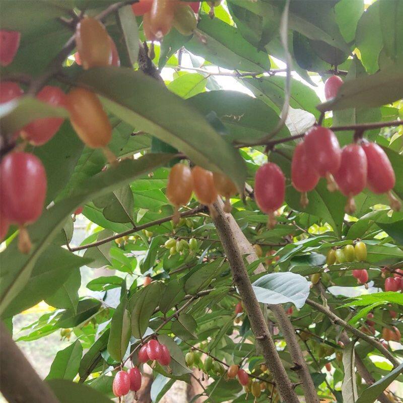 羊奶果根纯根500g克包邮胡颓子根羊山咪根天然农家晒干正品中药材