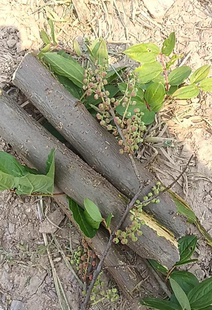 云南深山中药材新鲜马桑树根马桑叶 马桑根中药权 包邮