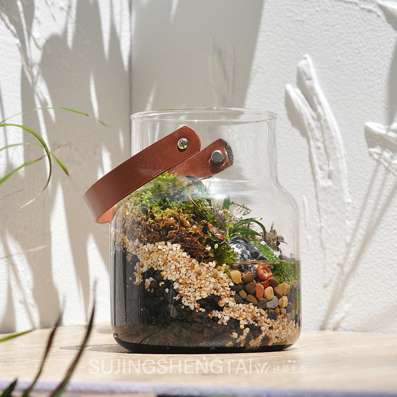 生态瓶观赏鱼缸辣椒蟹苔藓植物微景观桌面鱼虾蟹水陆缸微型景观