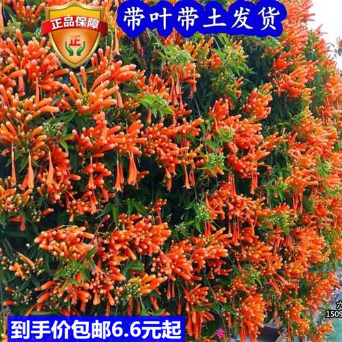 炮仗花苗 爬藤植物 鞭炮花 四季可种阳台庭院垂吊攀援花卉 藤本花