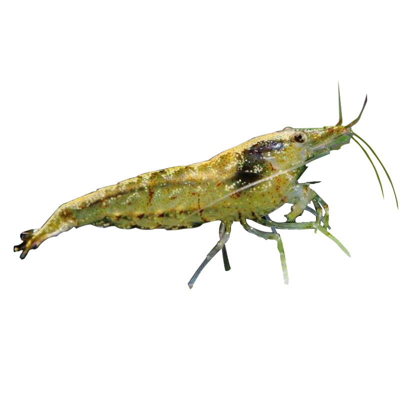 黑壳虾除藻鱼缸草虾观赏虾大号冷水淡水小型河虾苗活体饲料虾粮