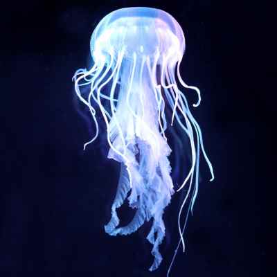 生态水母缸活物鱼缸客厅小型专用桌面宠物海缸造景小丑鱼水族箱