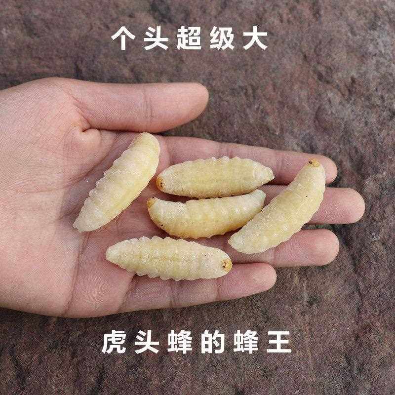 虎头蜂蜂王蛹 超大蜂蛹 土蜂地蜂金环胡蜂蜂王纯野生新鲜冷冻