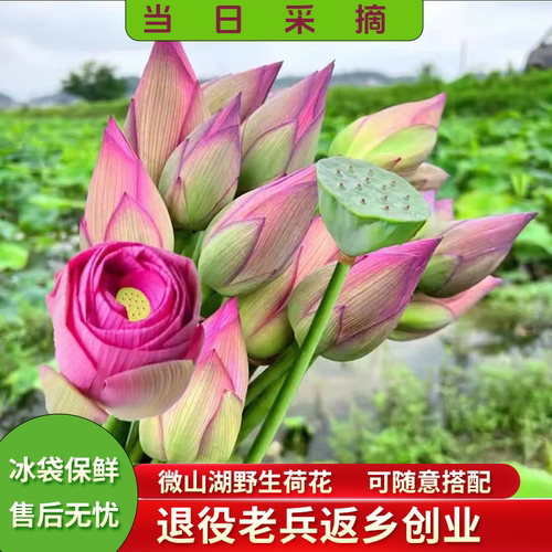 新鲜荷花莲蓬真鲜花夏季水生花卉花苞花骨朵切花插花观赏供佛莲花