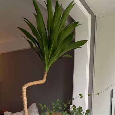 荷花铁美人铁室内好养耐荫老桩造型客厅办公室大型植物