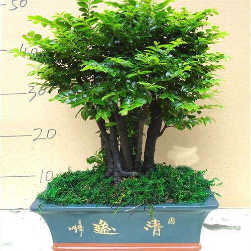 小叶紫檀盆景树桩客厅桌面小植物树苗四季常青 绿植室内 净化空气