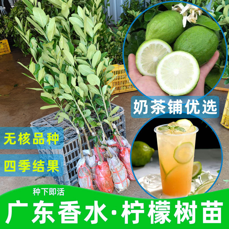 四季香水柠檬树苗广东奶茶店专用台湾无籽嫁接阳台水果庭院地盆栽