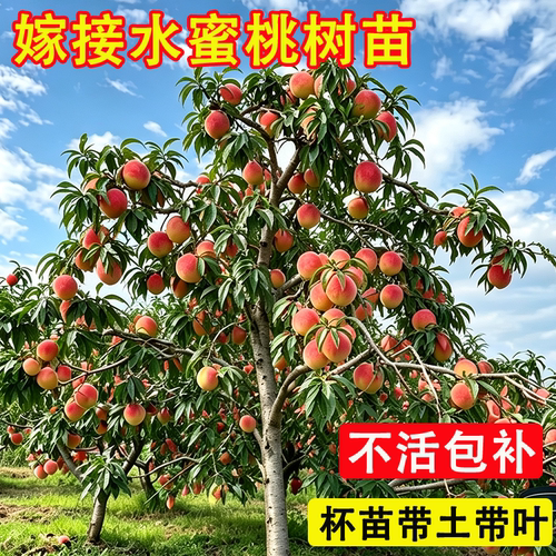 水蜜桃高产树苗嫁接盆栽桃子树苗当年结果南方北方种植桃树果树苗