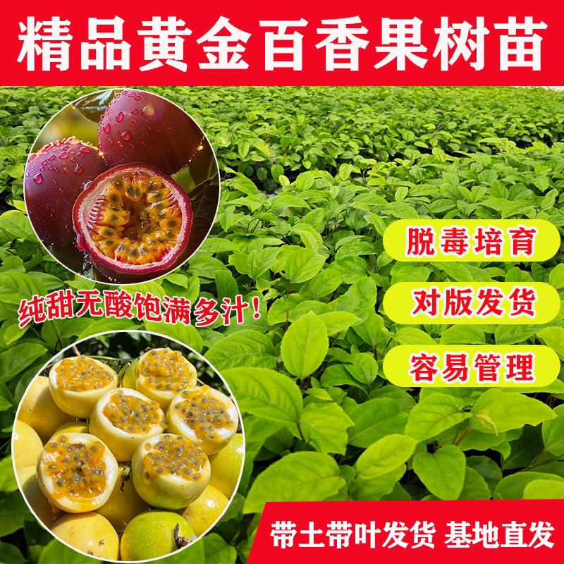 黄金百香果树苗脱毒当年结果