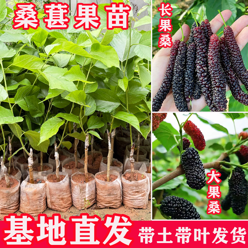 台湾长果桑葚树苗果苗盆栽嫁接大果桑苗桑葚树无籽当年结果黑桑苗