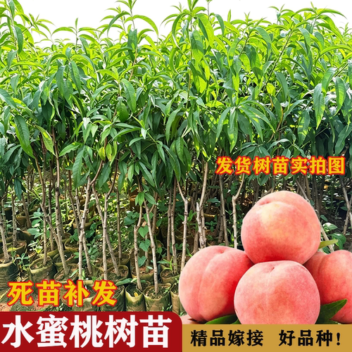 早熟嫁接桃苗当年结果南北可种