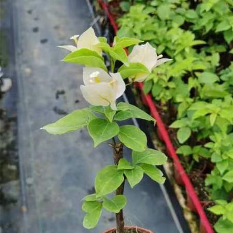 苏瓦娜三角梅原生扦插杯苗本店满48包邮