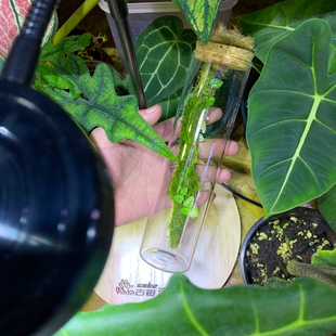 苔藓微景观生态瓶花叶薜荔植物懒人室内桌面摆件水培绿植解压景观