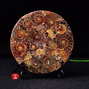 天然马达加斯加菊石螺盘化石风水摆件招财招财聚财海螺化石切片