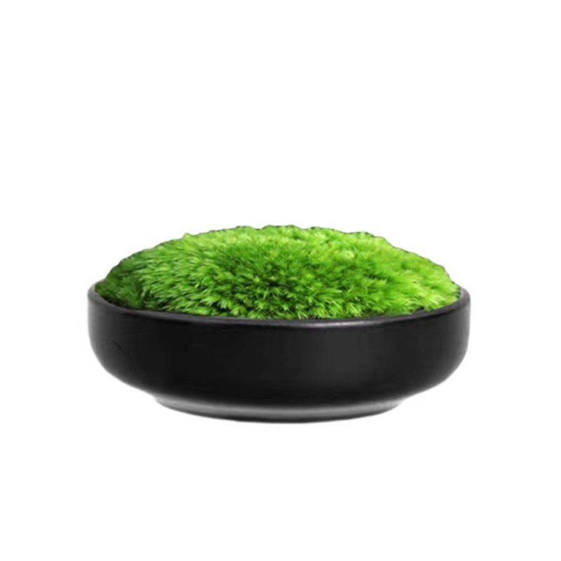 日式苔藓微景观小型桌面茶艺景观摆件鲜活苔藓创意迷你盆景新中式