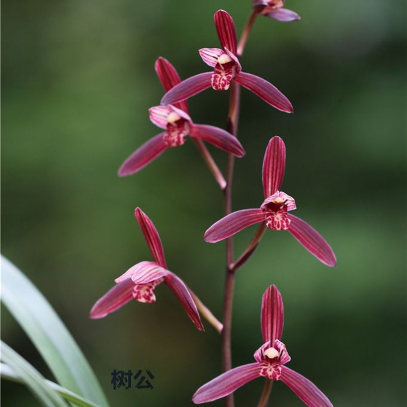 当年开花名品四季兰兰花 建兰墨宝 浓香阳台客厅庭院花卉绿植