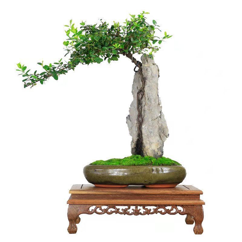 英德石附石开槽附石盆景石头天然英德石条形原石榆树盆景树抱石盆