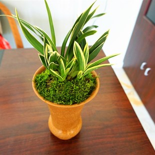 兰花金边矮种 金凤凰 精品四季兰花 建兰名品 圆尾艺兰花卉草