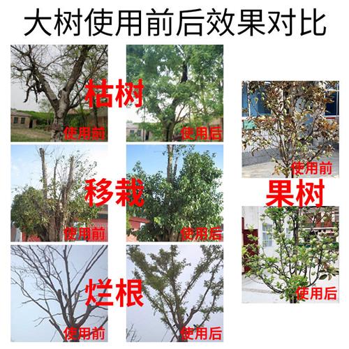大树成活营养液死树复活生根液果树小苗营养液枯树烂根烂苗复活剂