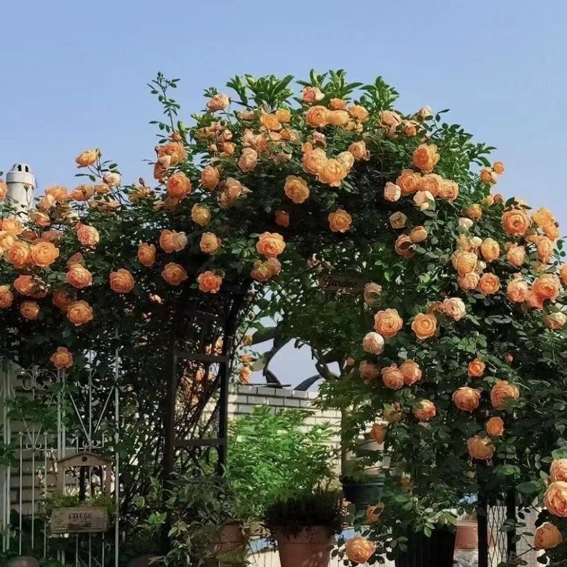 月季花苗特大花卉浓香庭院室外藤本植物四季开花欧月蔷薇爬藤玫瑰