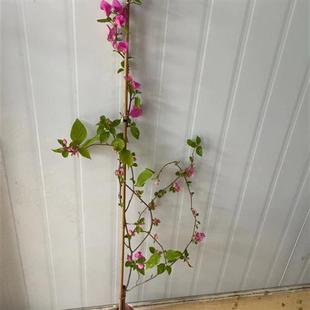 品种三角梅细枝高飘枝丽娜红樱绿樱勤花阳台