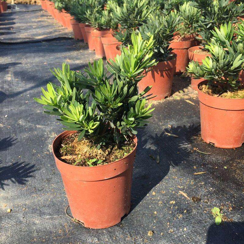 新品海岛菊花罗汉松3年母树苗家有罗汉松寓意好小盆栽绿植室内摆