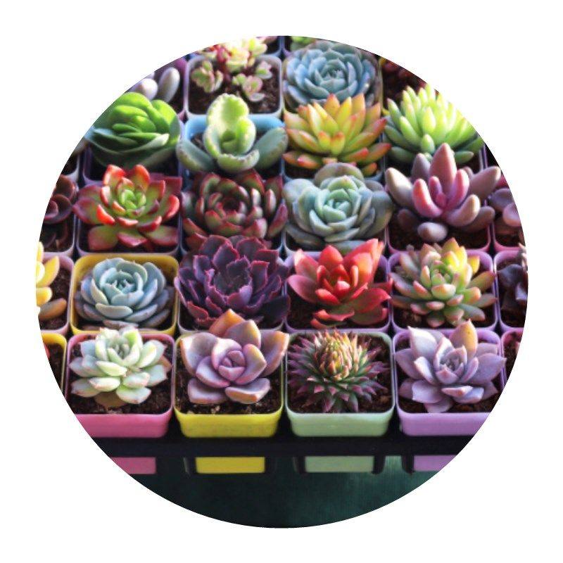 多肉植物栽创意性可爱宿舍小盆栽寝室大学生桌面靓丽种植阳台美观