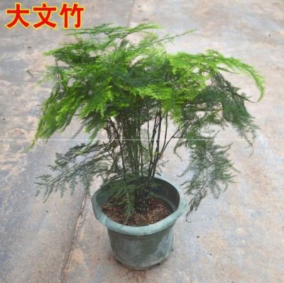 好货文竹苗籽自己种的小植物盆景桌面绿植