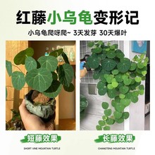 新品水培山乌龟爬藤植物一叶龟盆栽观叶红藤种球室内桌面绿植四季