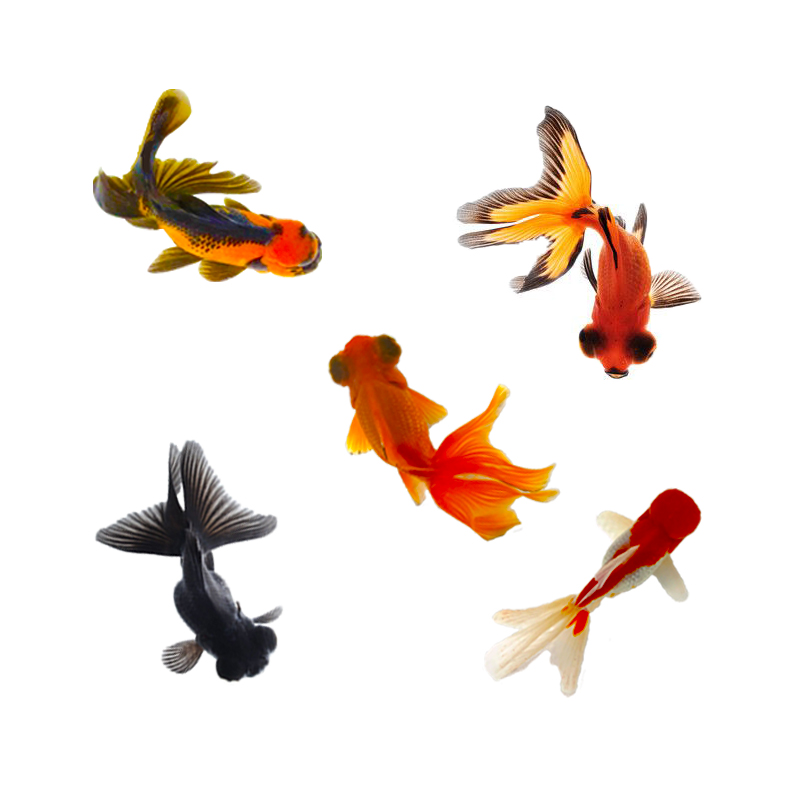 精品黑泰狮红泰狮百褶金鱼活体冷水观赏鱼好养活招财鱼蝶尾小鱼苗