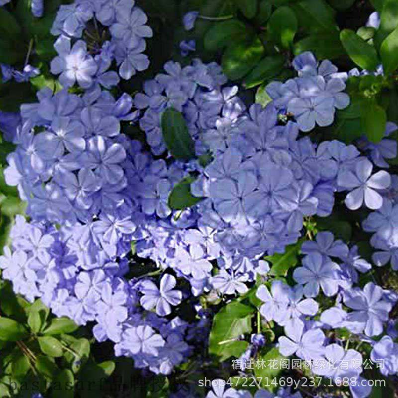 Blue snowflake garden vine climbing garden plant blue snowf