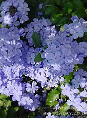 Blue snowflake garden vine climbing garden plant blue snowf