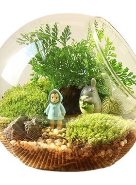 好货特价斜口微景观苔藓生态瓶  高透明多肉玻璃花瓶 diy花瓶创意