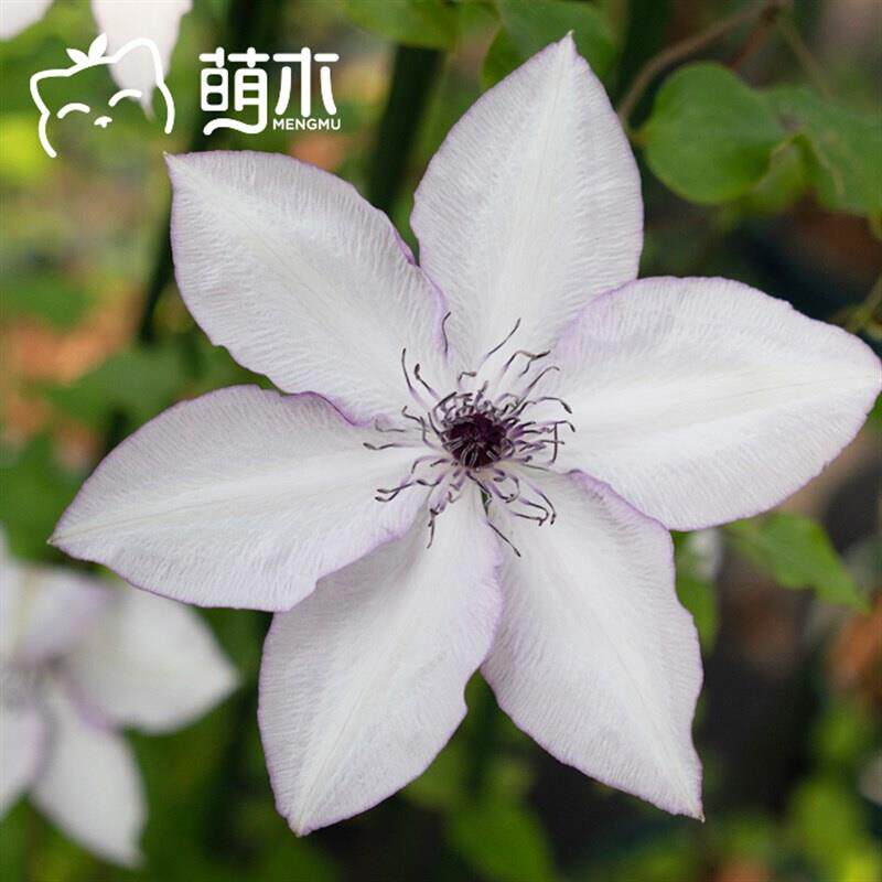 f系铁线莲儿童种植小盆栽花卉南北方耐寒热阳台庭院室外爬藤植物