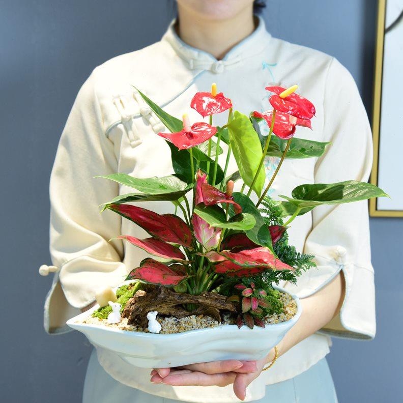 红掌盆栽一帆风顺盆景室内鸿运当头办公客厅花卉绿植装饰摆件植物