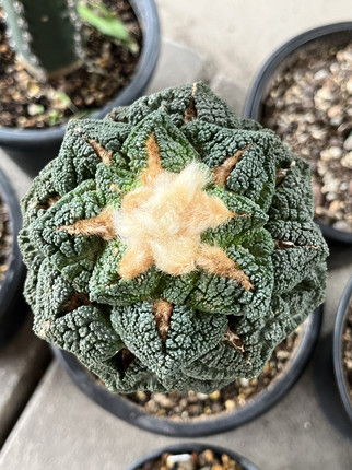 大疣辛顿牡丹 精品开花仙人球