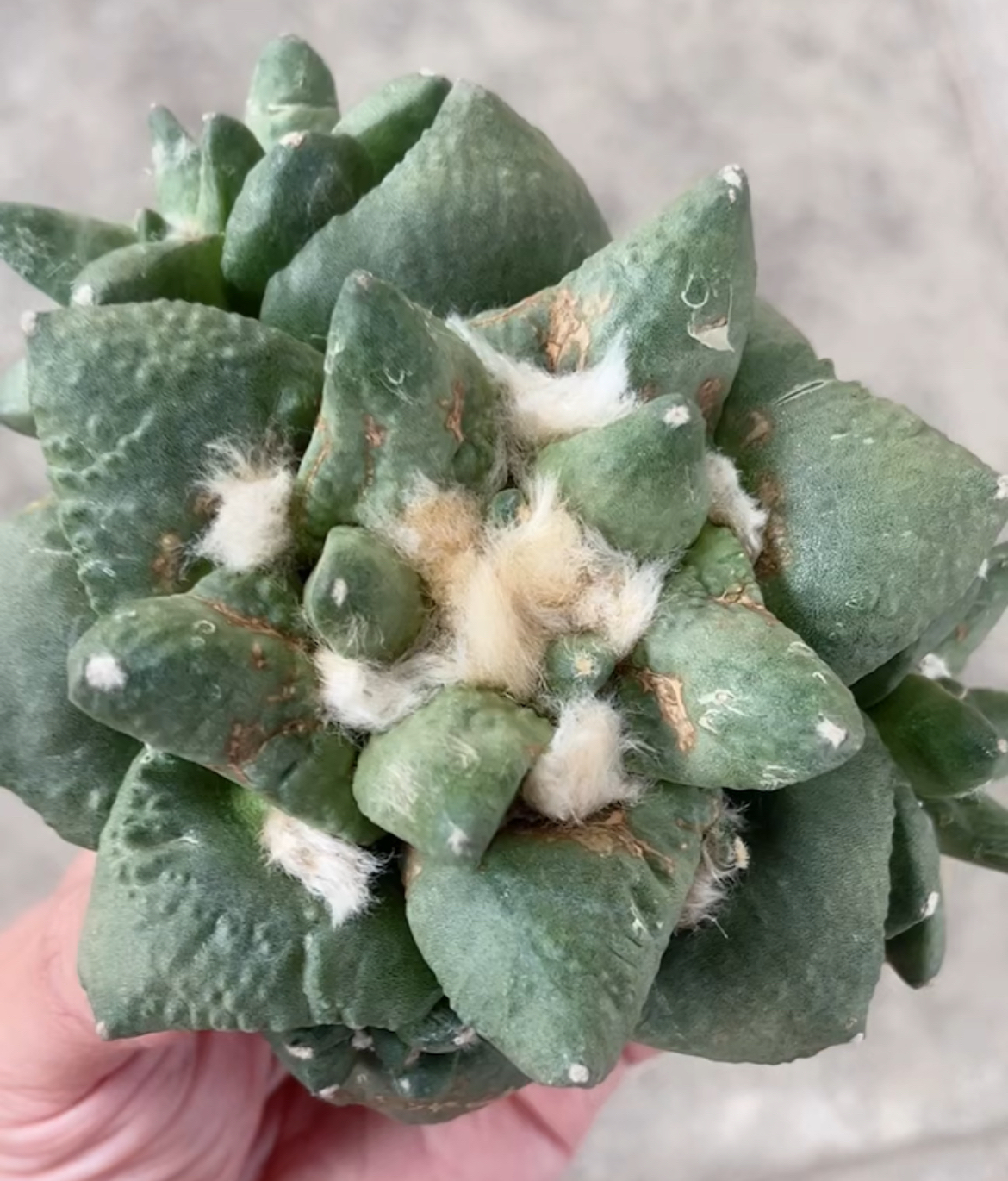 怒涛花牡丹自根 精品开花仙人球