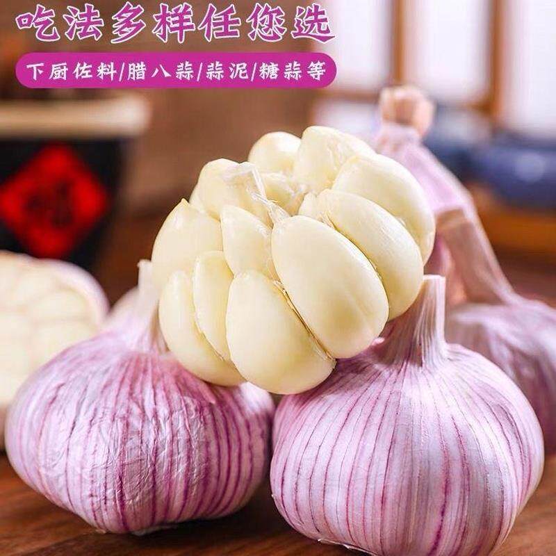 金乡大蒜新鲜干大蒜头当季蔬菜紫皮特大蒜优质蒜头特产包邮