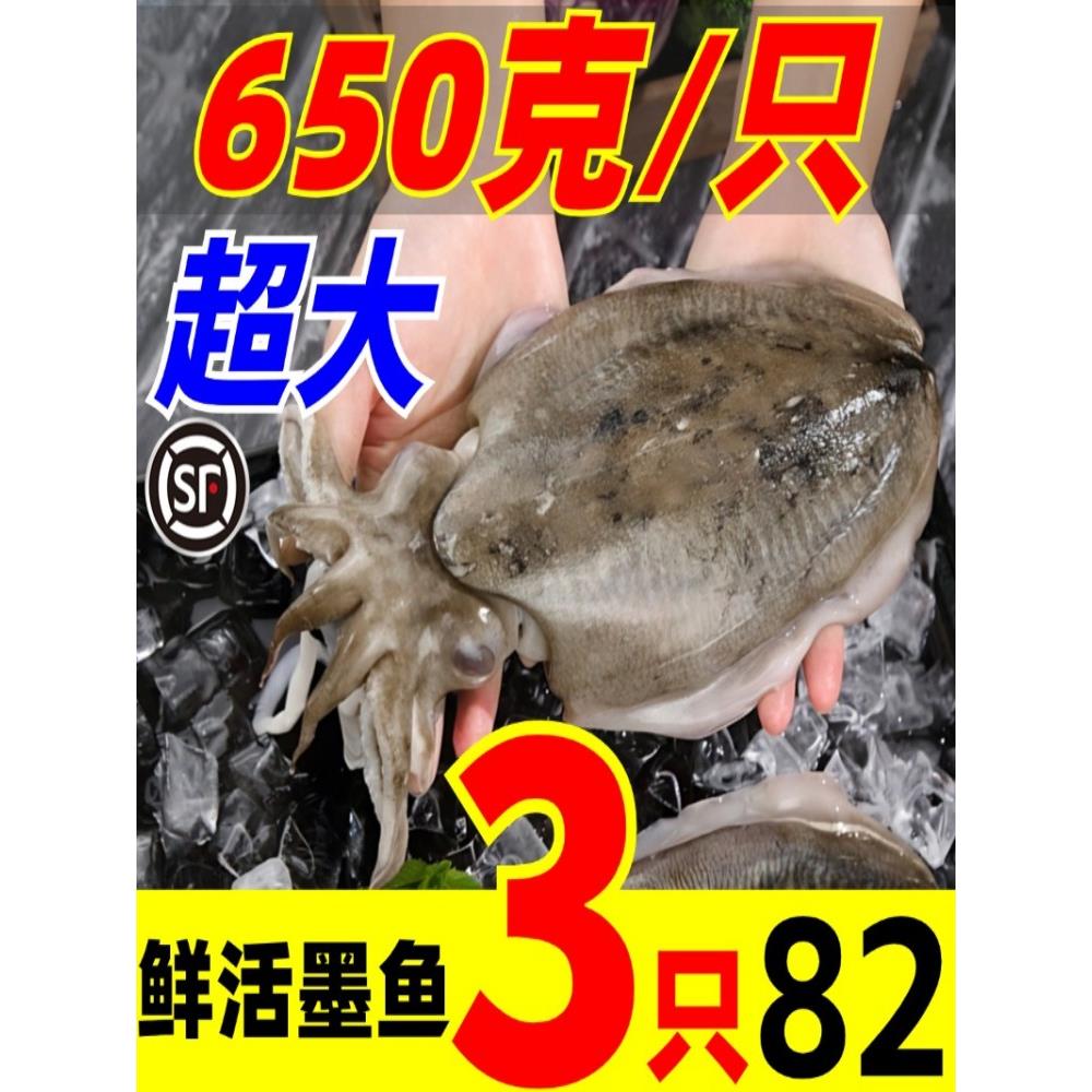 大墨鱼鲜活特大超大新鲜墨鱼目鱼舟山海鲜水产急冻顺丰冷链包新鲜