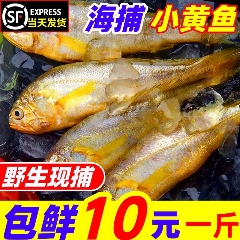 小黄鱼野生新鲜海捕小黄花鱼鲜活冷冻烧烤深海小黄鱼商用海鲜水产