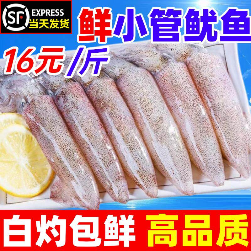 小管鱿鱼白灼新鲜鲜活冷冻笔管鱼海鲜全母大鱿鱼乌贼小鱿鱼水产