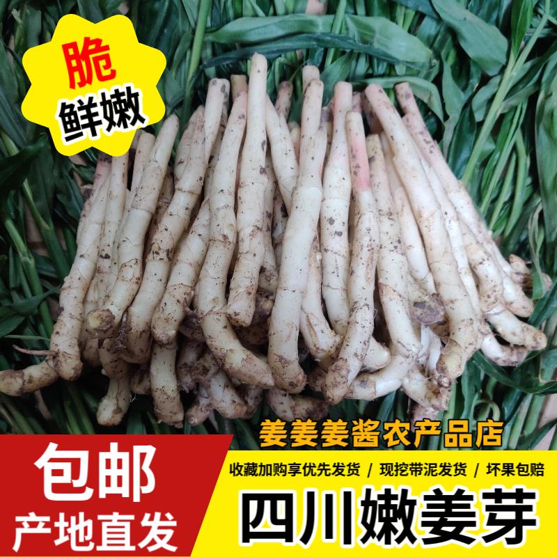 四川嫩姜农家仔姜醋泡姜嫩姜芽现挖鲜嫩生姜食用无丝 条形小子姜