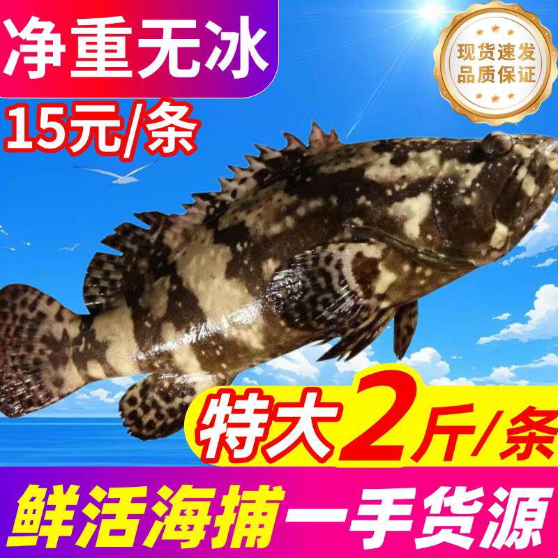 石斑鱼鲜活冷冻老虎斑龙趸珍珠斑新鲜龙胆石头斑海鲜水产深海鱼