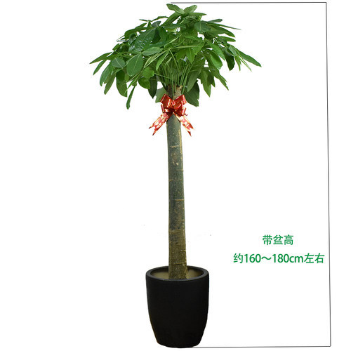 独杆发财树大树桩k花卉植物室内花好养活乔迁新居绿植苏州同城配