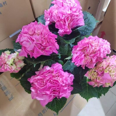 绣球花苗b盆栽花卉植物室内花四季开花不断无尽夏大花带花苞易成