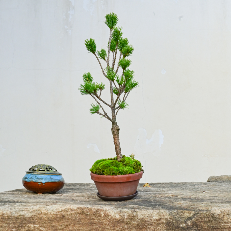 直杆宫岛五针松盆景m桌面微盆栽四季常青绿植小松树茶台办公室植