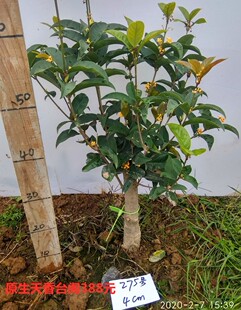 四季桂花树桩盆栽天p香台阁桂花苗佛顶珠原生带土球发货包活