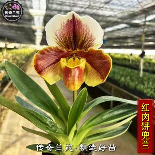 红肉饼兜兰 带r花苞 稀有兜兰 大花型兜兰