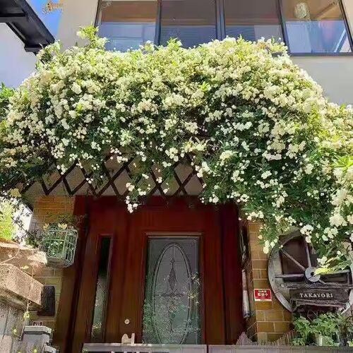 正宗红木香花f苗四季开花爬藤植物浓香型特大苗甜蜜黄木香庭院盆